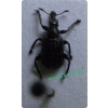Deporaus betulae (Linnaeus, 1758) Tutkarz brzozowiec